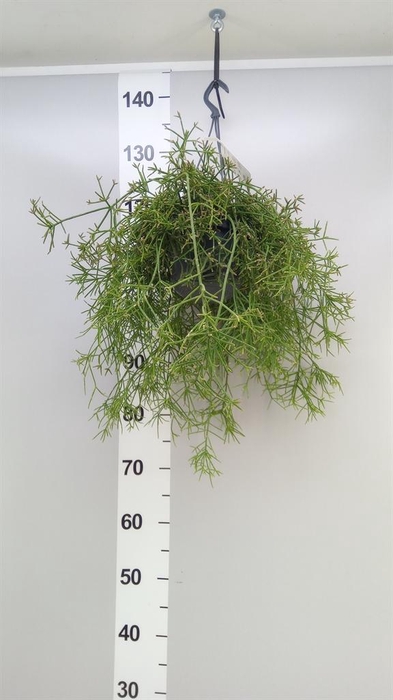<h4>Rhipsalis   ...</h4>