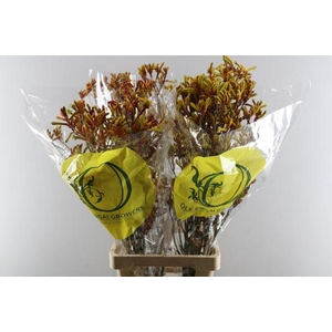 Anigoz Orange Velvet