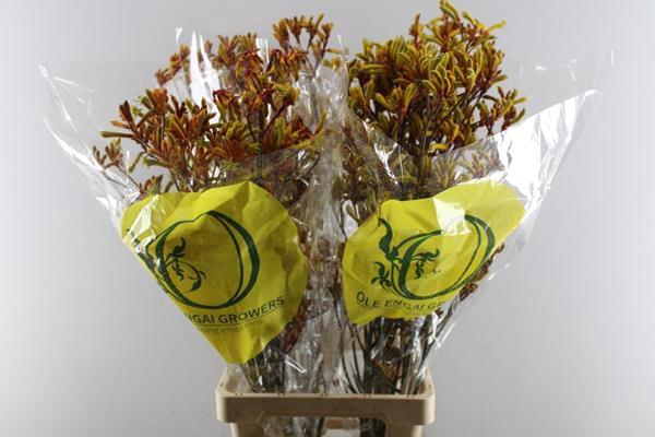 <h4>Anigoz Orange Velvet</h4>