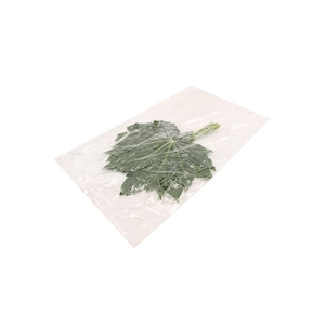 Aralia Small V P X5