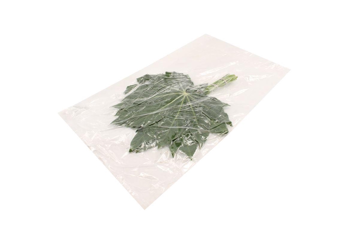 <h4>Aralia Small V P X5</h4>