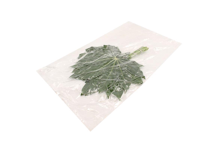 <h4>Aralia Small V P X5</h4>
