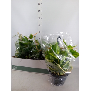 Philodendron scand. 'Brasil'