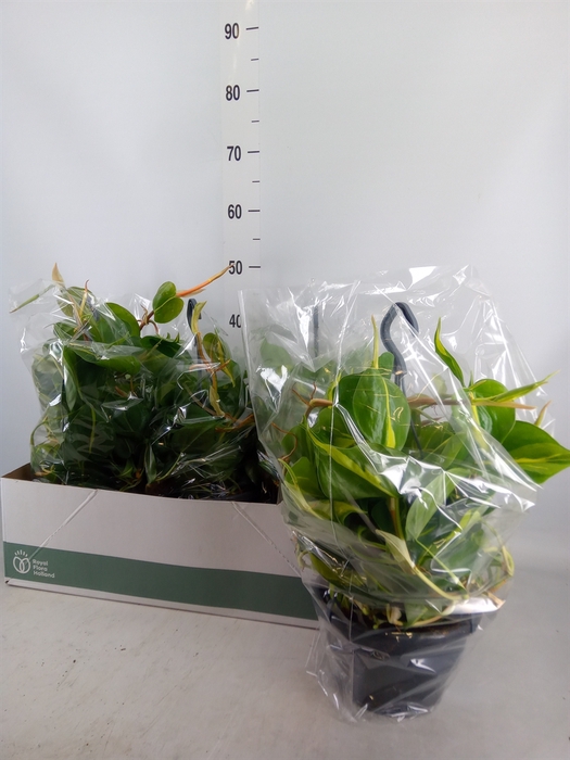 <h4>Philodendron scand. 'Brasil'</h4>