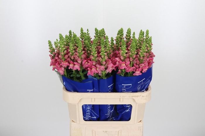 <h4>Antir Avignon Rose</h4>