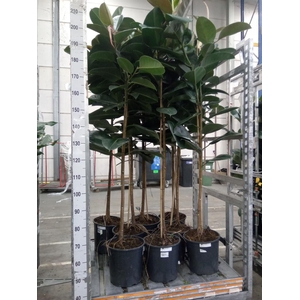 Ficus elastica 'Robusta'