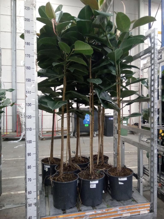 <h4>Ficus elastica 'Robusta'</h4>