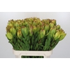 Leucadendron Goldstrike