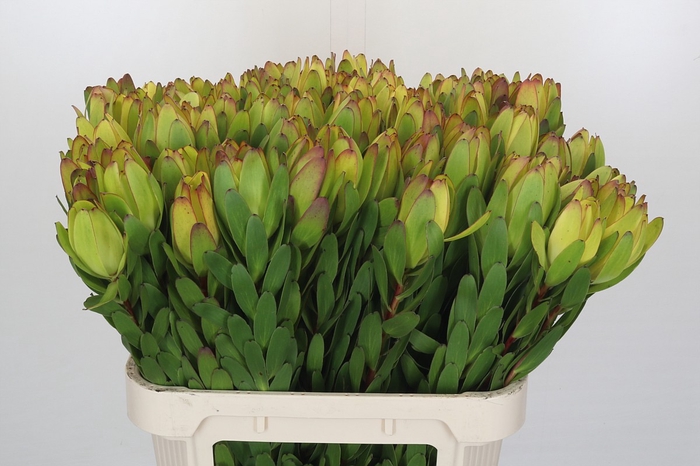 <h4>Leucadendron Goldstrike</h4>