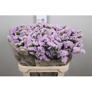 Lim S Tessa Lavender