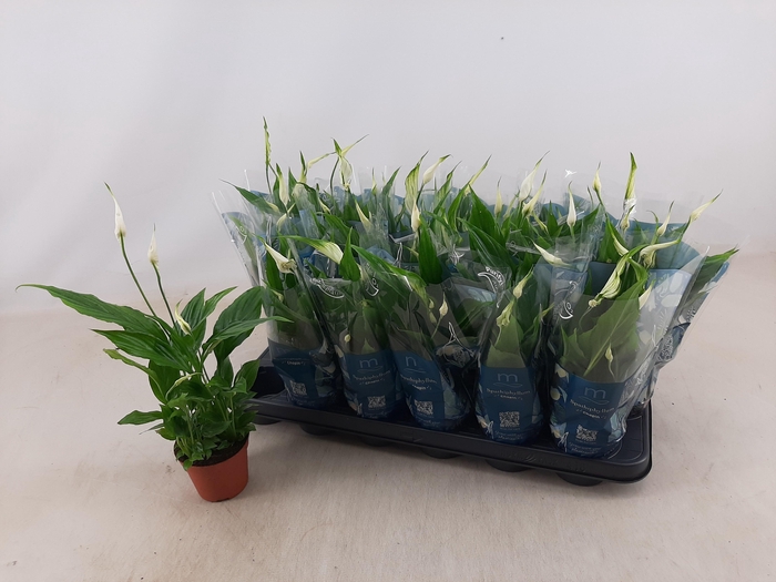 <h4>SPATH CHOPIN</h4>