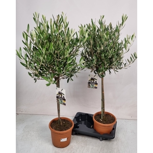 OLEA EUROPAEA
