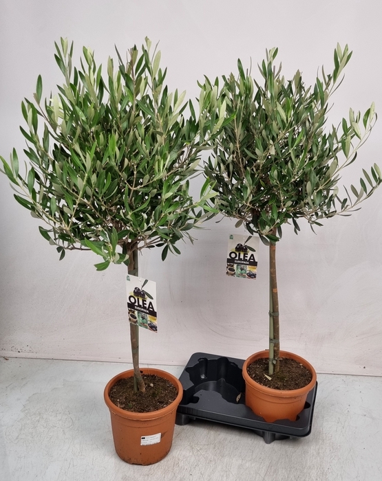 <h4>OLEA EUROPAEA</h4>