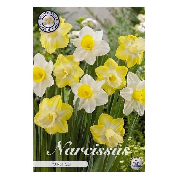 <h4>Narcissus Large Cupped Mainstreet x5 14/16</h4>