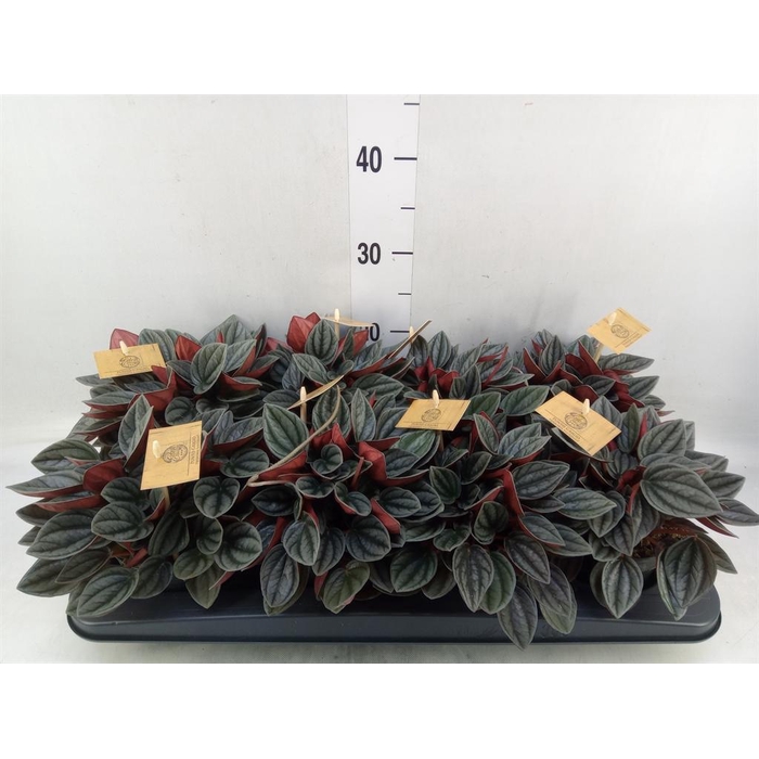 <h4>Peperomia caperata 'Santorini'</h4>