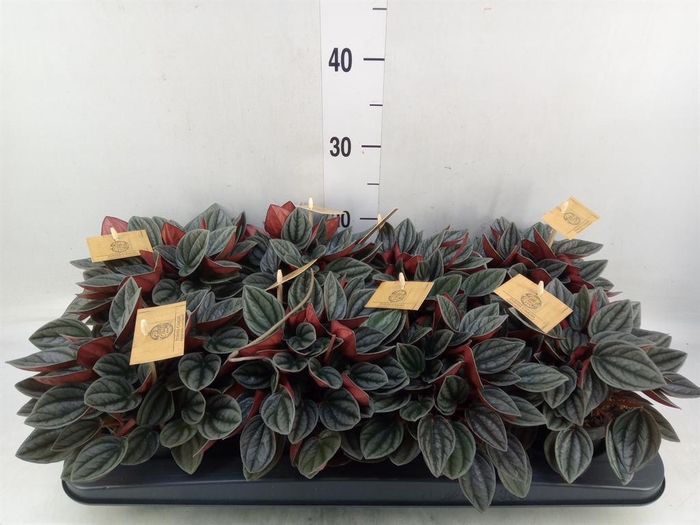 <h4>Peperomia caperata 'Santorini'</h4>