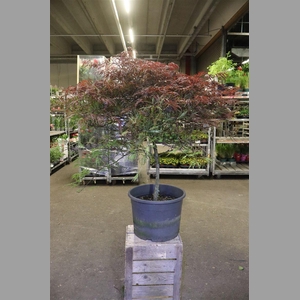 Acer Pa Garnet