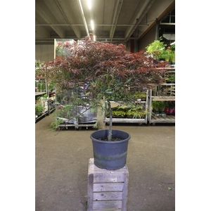 Acer Pa Garnet