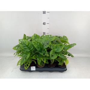 Monstera obliqua 'Leichtlinii'