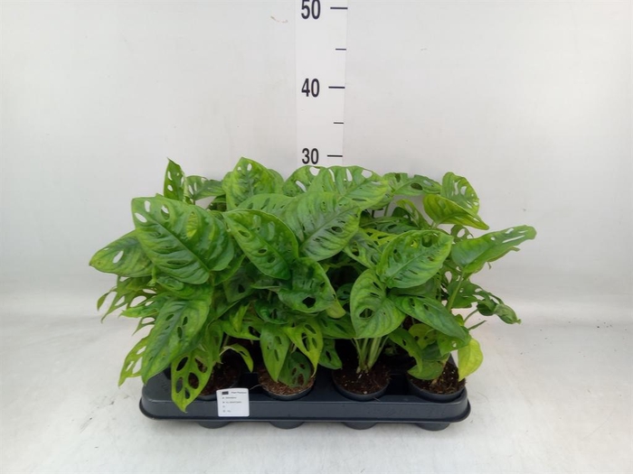 <h4>Monstera obliqua 'Leichtlinii'</h4>