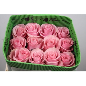 R Gr Think Pink