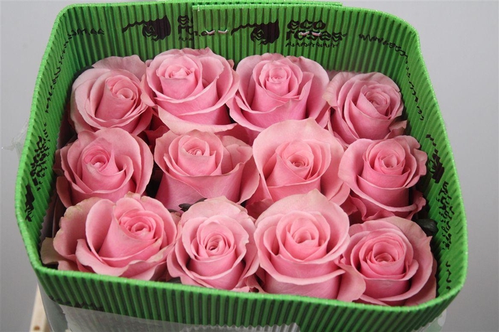 <h4>R Gr Think Pink</h4>
