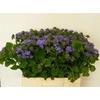 Ager H Blue Planet