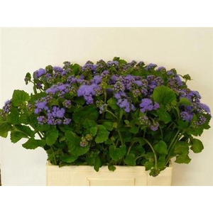 Ager H Blue Planet