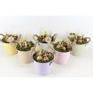 arr4 Narcis PL - Zink Ilse ton x3 mix