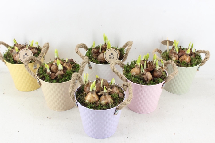 <h4>arr4 Narcis PL - Zink Ilse ton x3 mix</h4>