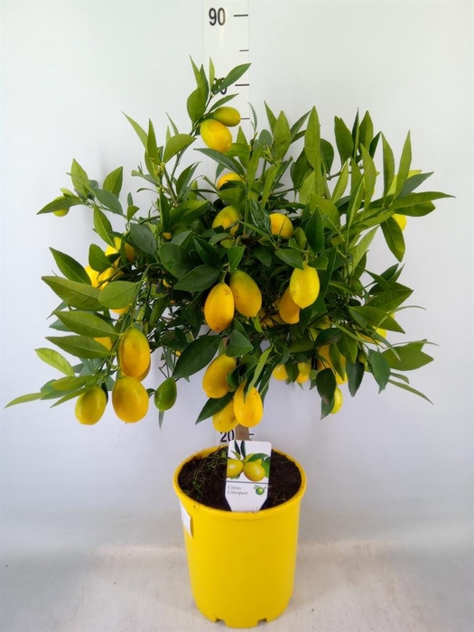 <h4>Citrus   ...</h4>