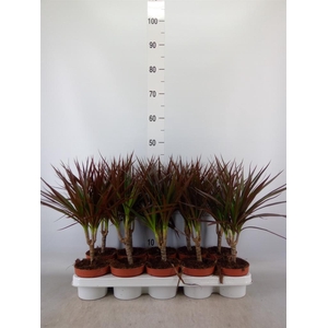 Dracaena marg. 'Magenta'