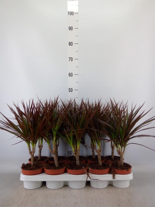 <h4>Dracaena marg. 'Magenta'</h4>