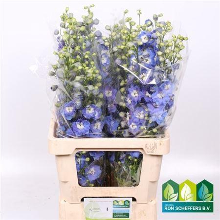 <h4>Delph Du Aurora Blue</h4>