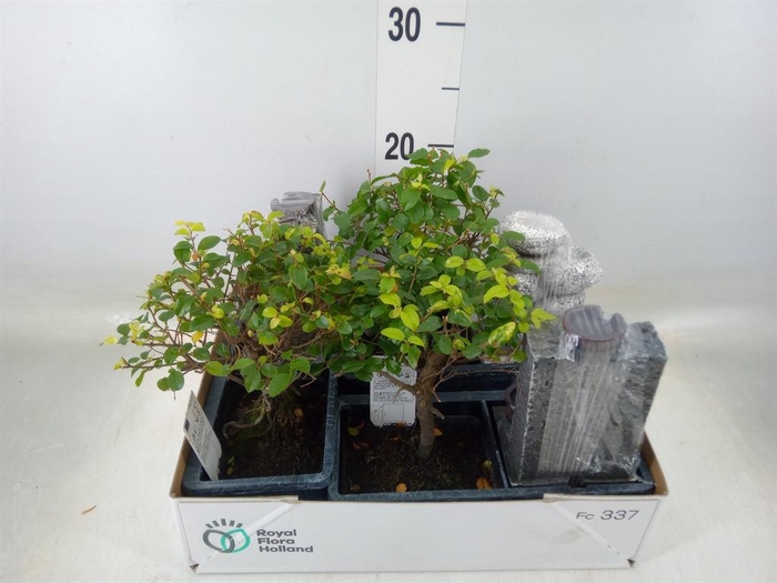 <h4>Bonsai   ...mix</h4>