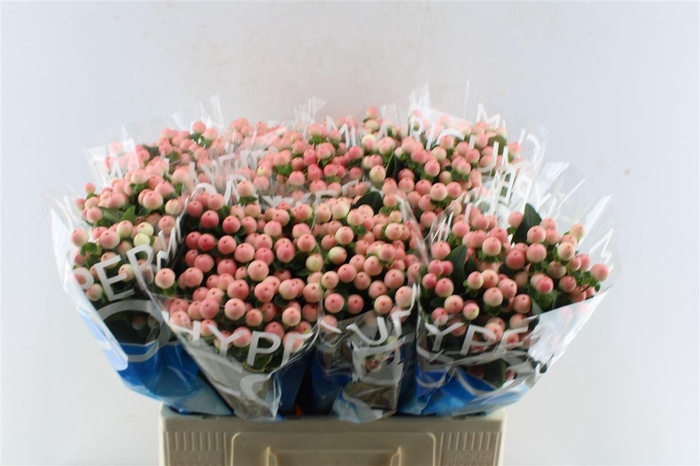 <h4>Hyp Coco Tiamo</h4>