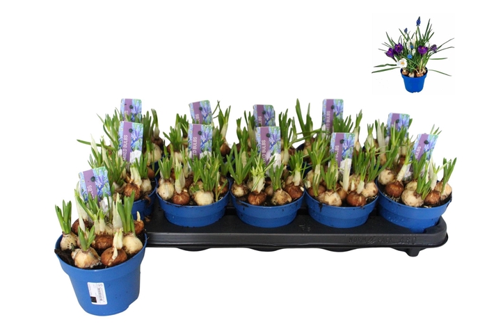 arr8 Bolbloemen Gem In Pot