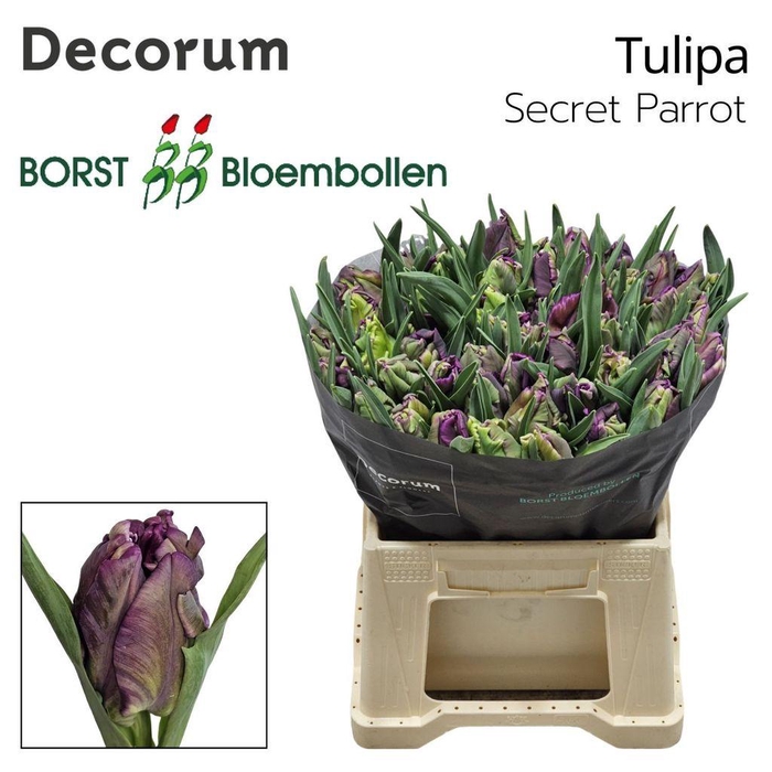 <h4>Tulipa pa secret parrot</h4>