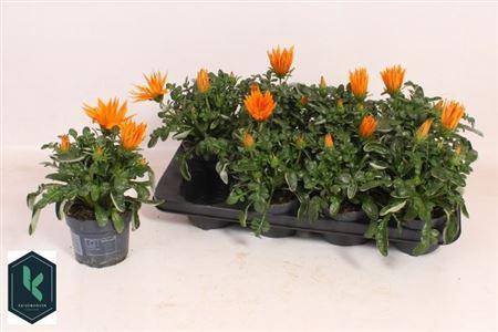 <h4>** Gaz R Deep Orange * Spring Deal</h4>