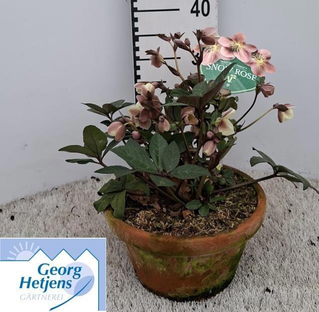 <h4>HELL HGC MERLIN</h4>