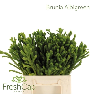 Brunia albiflora