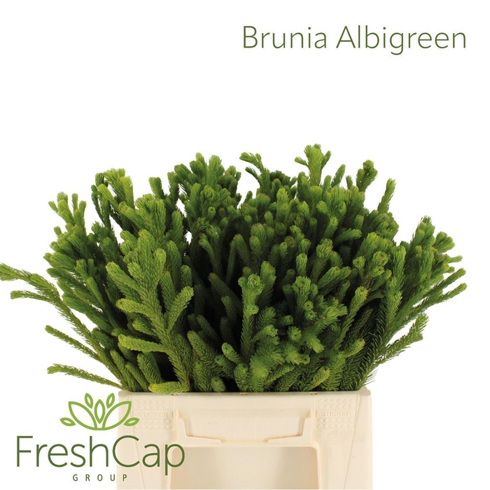 <h4>Brunia albiflora</h4>