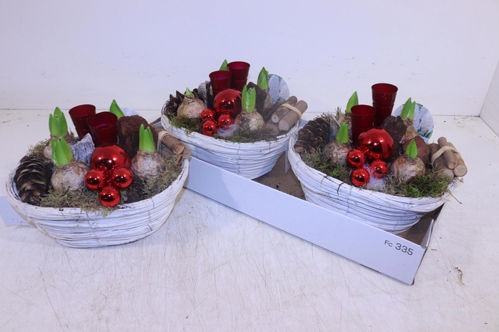 <h4>ARR HYACINTH</h4>