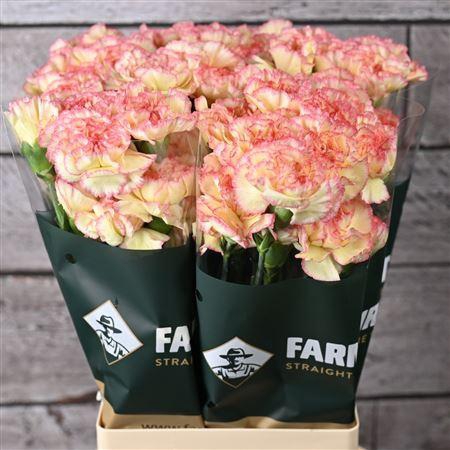 <h4>Di St Alibaba</h4>