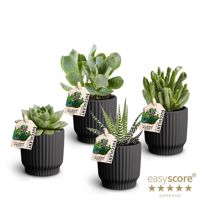 <h4>Nordic Black Suc. Collection</h4>