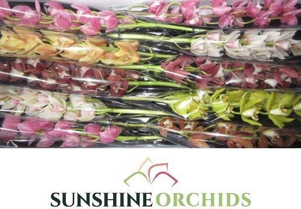 <h4>CYMB MI GEM</h4>