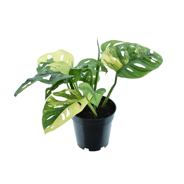 <h4>Monstera Variegated Aurea P14</h4>