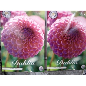 Dahlia   ...flowerbulbs