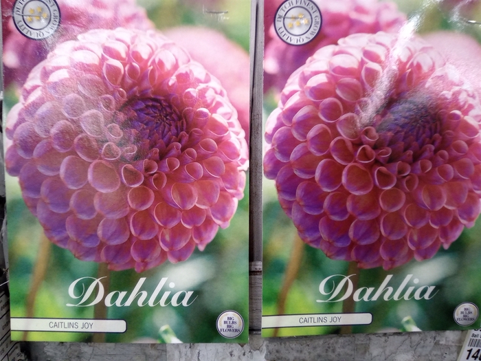 <h4>Dahlia   ...flowerbulbs</h4>