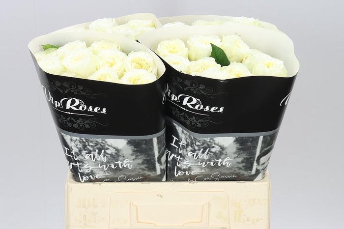 <h4>R Gr Paradise White X20</h4>